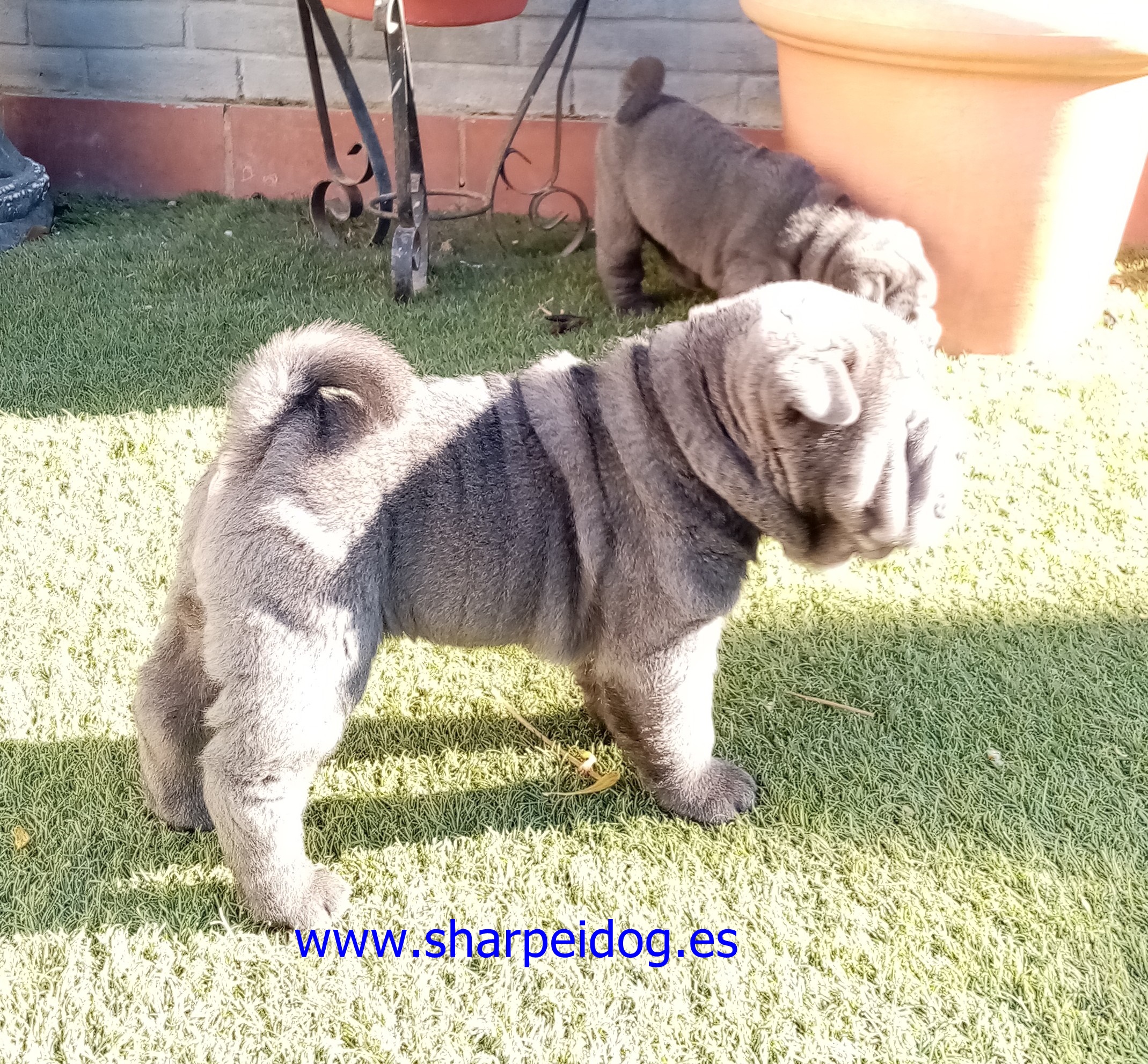 sharpei azul